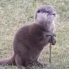 the_wisest_otter