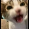 raraa_7282