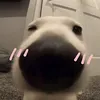 ducnghiadayma