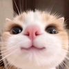 wuttyi063