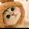 koitobob.sam