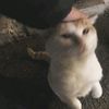 babakhan_perizat