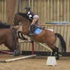horsesarethegoat0