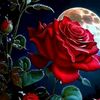 user5300763135886