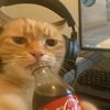 mr_pelmenis