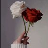 🌹Rose❤️ lover🌹