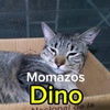 Momamos_Dino