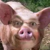 denistop4ik8