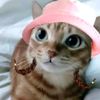 taylor_meowjoy