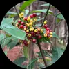 Thảo Dược Bảo An
