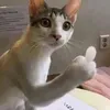 hzi.aka