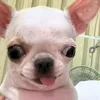 nocdii_1.6