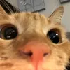 maesdumpacc_