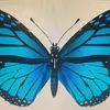 papillonbleue22
