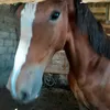 dina.dovlet
