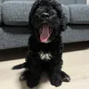 pihlaheii