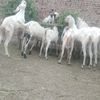 malik.faizan7850