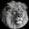 furkan_anuk1