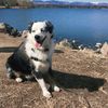 deafdogtravels