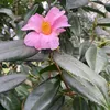 lola_colawolla