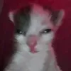vazelinovoe_drislo69