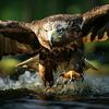 golden_eagle0102