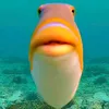 fish58592