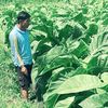masfaat66