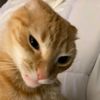 theonecat_0