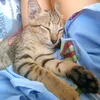 tieu.bachmieu3