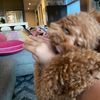 pookiesright