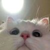 user137434534