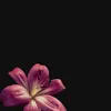 di.naaa691