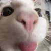 moaby.aby