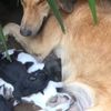 lovers of dog shelter