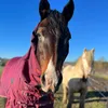 traci.loves.horse