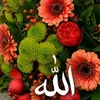 gll.hasan4