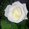 user4913031746562
