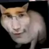 pawelek_12391