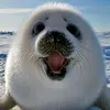 silly_billy_seal