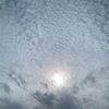 shareena_alq3