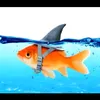fishverycoolfish