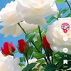 lale_12f6