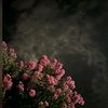 _noon_067
