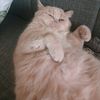 fan_cat18