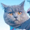 ferrari.thecat