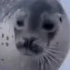 potato27633