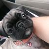 pandoritalapug