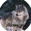 moonlight_on_paws1