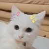 nychtophile1